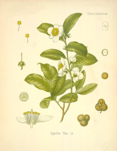 csinensis7.jpg